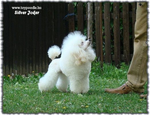 Silver Joker white toy poodle, 
toypudel wei,
caniche toy blanche,
toypoodle white,
bl toy pudl,
valkoinen Toyvillakoira,
toy poedel in wit,
caniche toy bianco,
barboncini toy bianco,
toypoedel witt,
toyvillakoira,
toypudel,
toypudlar