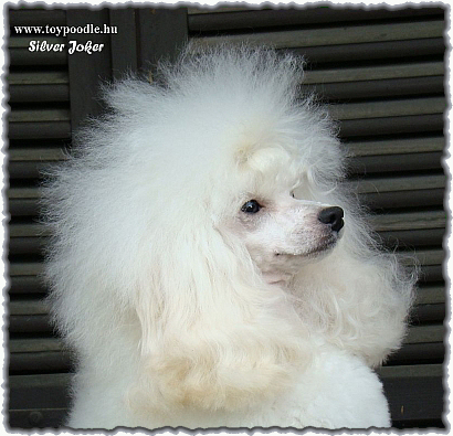 white toy poodle,
toy poedel in wit,
toy poodle white, 
toypudel wei,
caniche toy blanche,
toypoodle white,
bl toy pudl,
valkoinen Toyvillakoira,
toy poedel in wit,
caniche toy bianco,
barboncini toy bianco