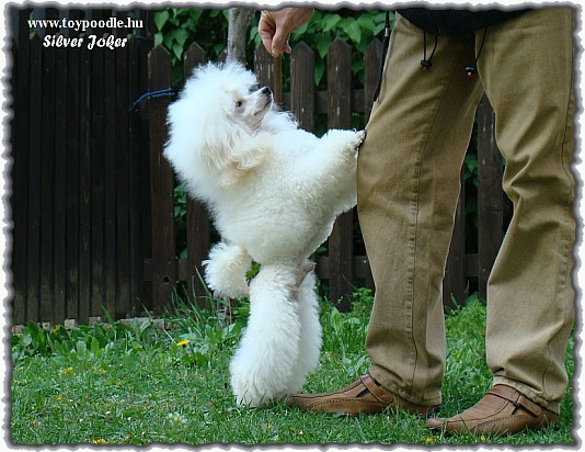 white toy poodle,
toy poodle white, 
toypudel wei,
caniche toy blanche,
toypoodle white,
bl toy pudl,
valkoinen Toyvillakoira,
toy poedel in wit,
caniche toy bianco,
barboncini toy bianco