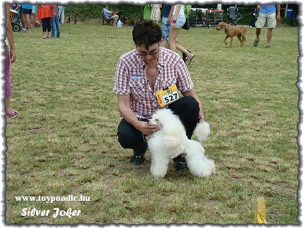Silver Joker White Hachi-Ko, 
white toy poodle,
toy poedel in wit,
toypudel wei,
caniche toy blanche,
toypoodle white,
bl toy pudl,
valkoinen Toyvillakoira,
caniche toy bianco,
barboncini toy bianco
