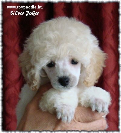 Silver Joker White Hachi-Ko,
white toy poodle,
toy pudle biae,
bl toy pudl,
valkoinen Toyvillakoira, 
toy poedel in wit,
caniche toy bianco,
barboncini toy bianco