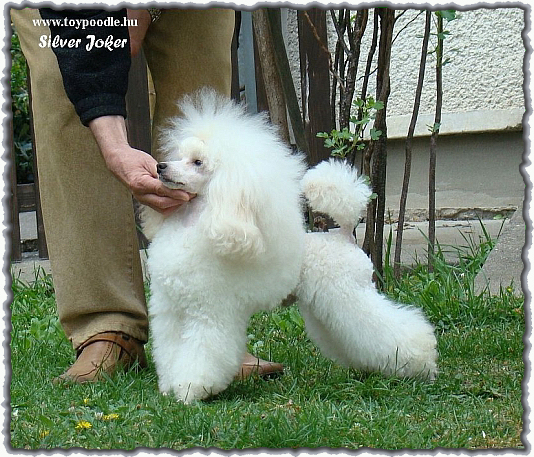 Silver Joker White Hachi-Ko,
white toy poodle,
toy pudle biae,
toypudel weiss,
bl toy pudl,
valkoinen Toyvillakoira, 
toy poedel in wit,
caniche toy bianco,
barboncini toy bianco