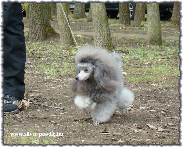 Silver Joker Ulysses,
silver toy poodle male,
toypudlar,
toypudel rde,
toypoedel in grijs,
toypoedel grijs,
toypudelwelpen,
toypudel welpen,
barbone toy grigio,
barboncini toy,
caniche toy gris,
toyvillakoira