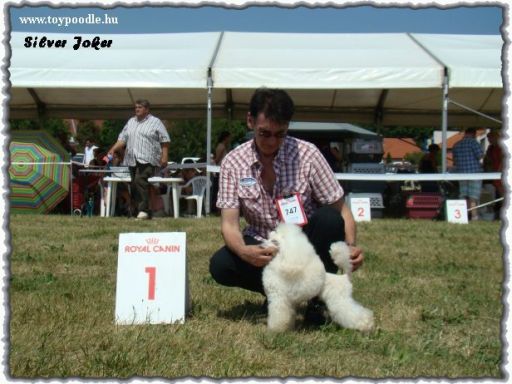 Silver Joker White Hachi-Ko, white toy poodle,
toy poedel in wit,
toy poodle white, 
toypudel wei,
caniche toy blanche,
toypoodle white,
bl toy pudl,
valkoinen Toyvillakoira,
toy poedel in wit,
caniche toy bianco,
barboncini toy bianco