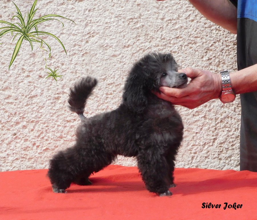 Silver Joker toy poodle,
toypoedel in grijs,
toypoedel grijs,
toypudlar,
toypudelvalpar,
barbone toy grigio,
barboncini toy,
caniche toy gris,
toyvillakoira,
toypudel,
silber Toypudel,
silver toy poodle,
caniche toy gris,
pudl toy