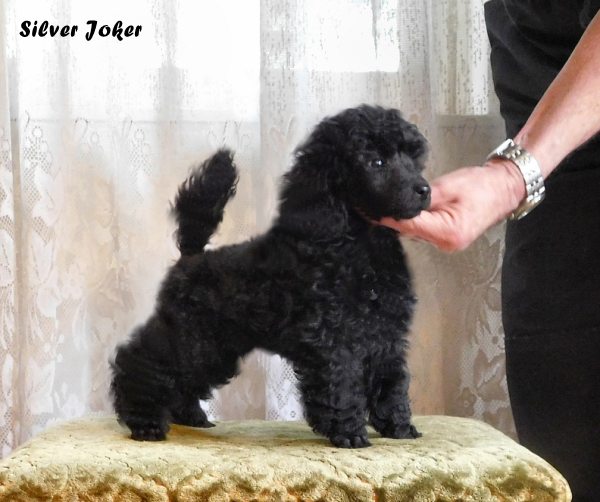 Silver Joker toy poodle, 
toy poodle,
toy poedel,
toypudel, 
caniche toy,
toypoodle,
toy pudl,
valkoinen Toyvillakoira,
caniche toy,
barboncini toy